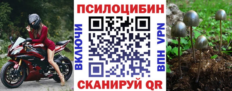 блэк спрут вход  Печора  Псилоцибиновые грибы мицелий 